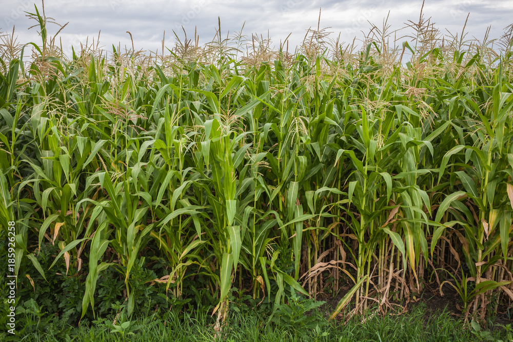 Fototapeta premium Corn green fields landscape outdoors