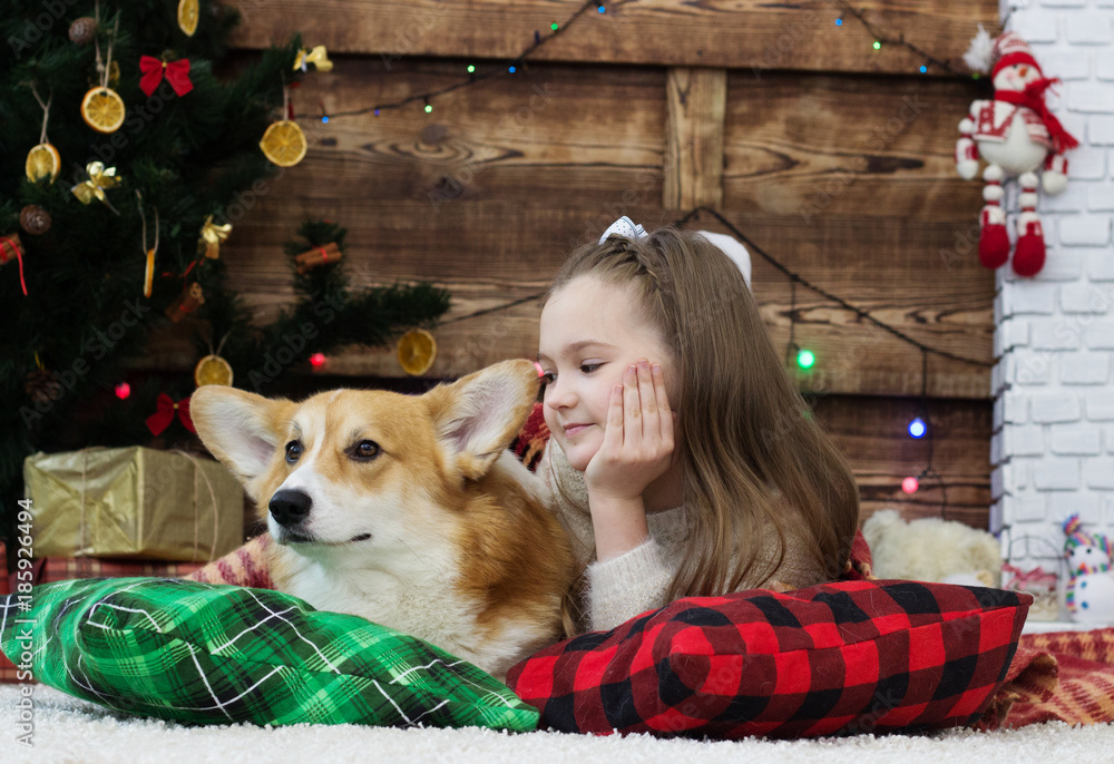girl gently hugs a dog welsh corgi on the fluffy carpet