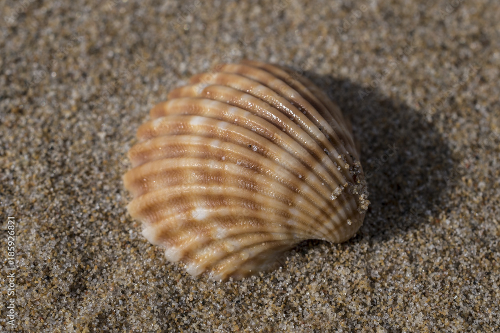 mollusk shell on the beach sand, scratched mollusk shell on the beach sand, scratched