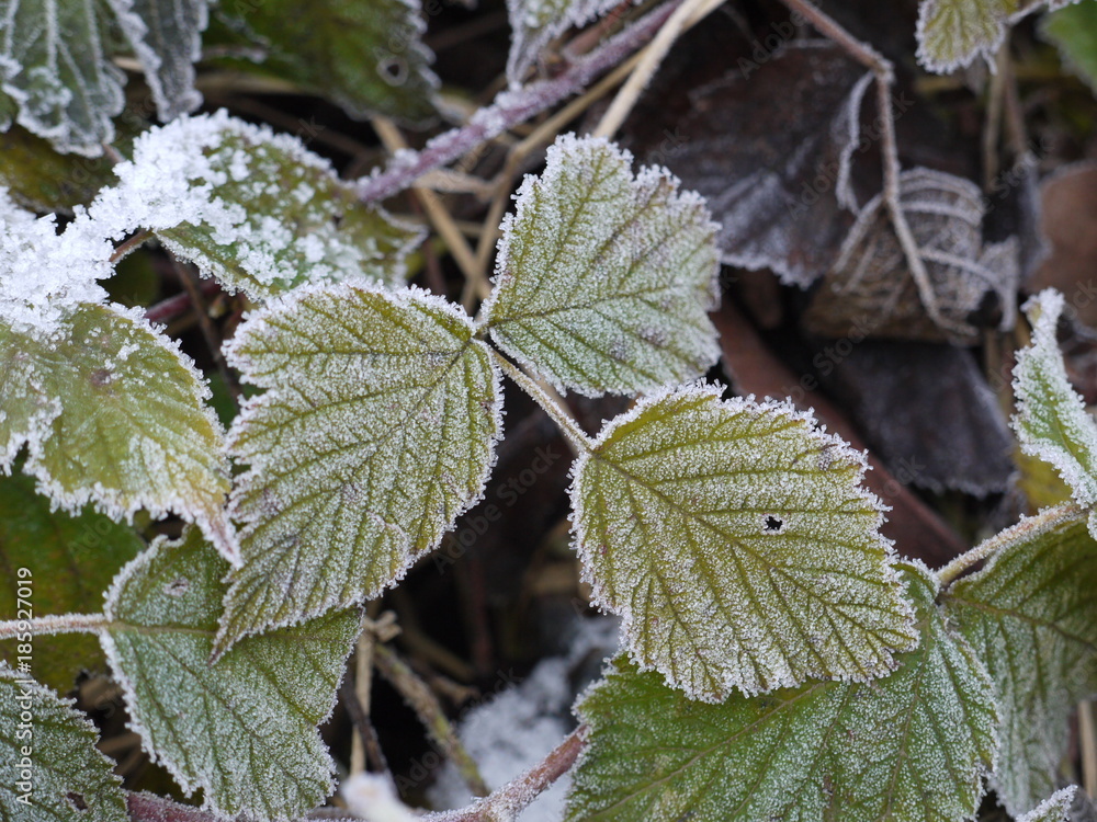 Frostiges Blatt Frostiges Blatt