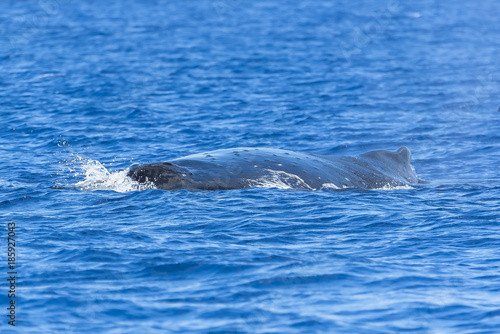 Humpback whale swimming in the Pacific Ocean, back of the whale diving 