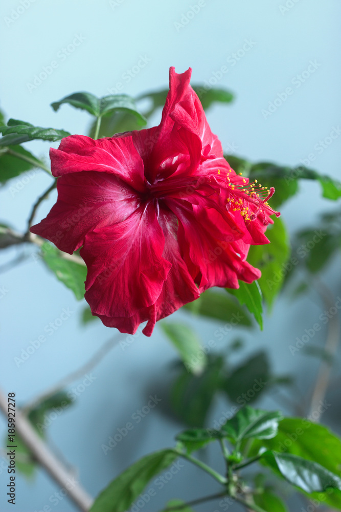 Red hibiscus flower on a blue background.