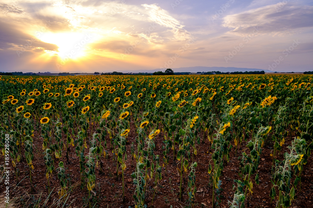 Champ de tournesols en été. Coucher de soleil.