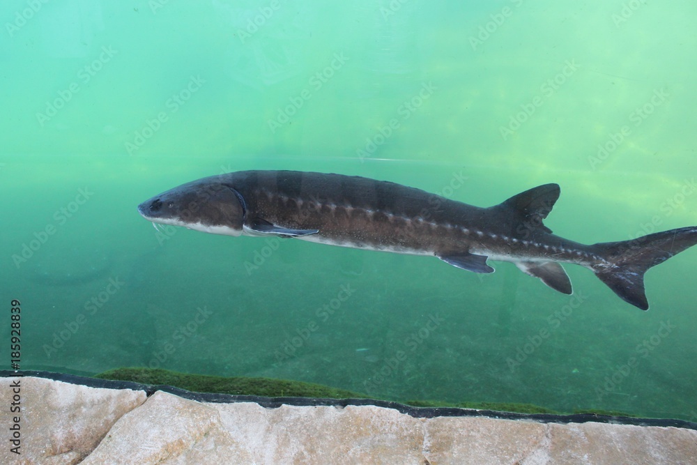 Fototapeta premium Esturgeon dans son bassin