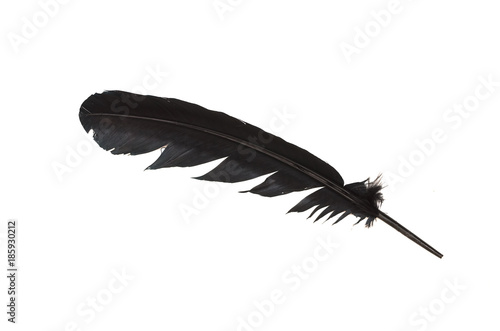 Black feather isolated in white background.