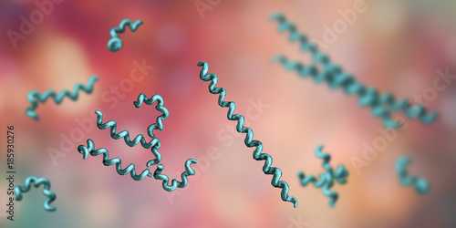 Treponema pallidum, spirochetes bacteria that cause syphilis, 3D illustration photo