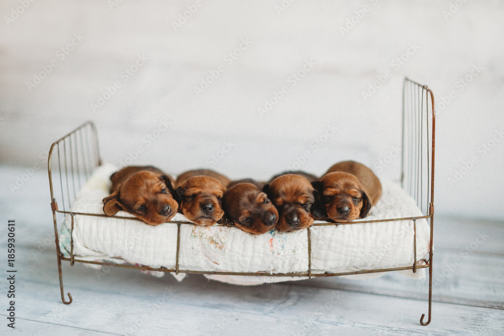 Miniature sales dachshund beds
