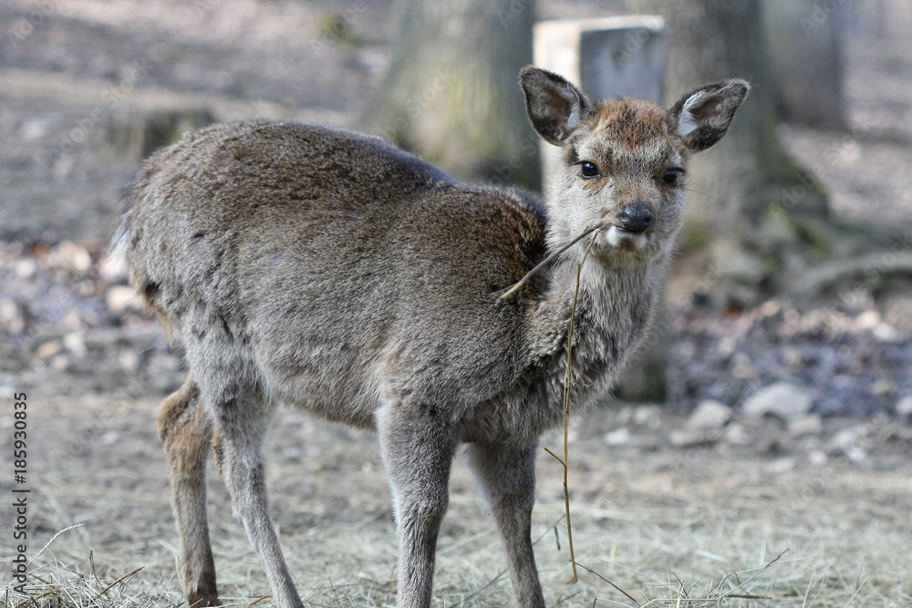 hind doe little eating hind doe little eating