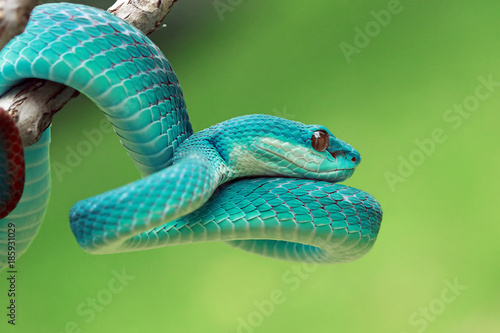 Close-up of a blue viper snake on a branch photo