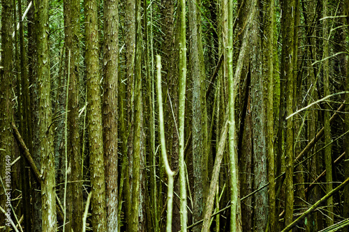 Thick woods background