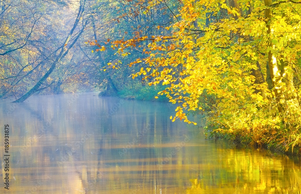 Fototapeta premium Blick über das Flüsschen Böhme im Herbst, Frühnebel, Wald, Niedersachsen, Deutschland, Europa 