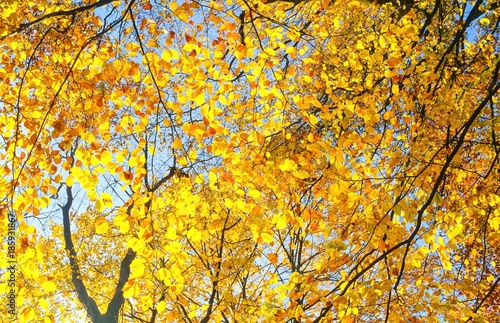 Herbstblätter , gefärbte Buchenblätter im Herbst vor blauem Himmel, sonnig, Allertal, Niedersachsen, Deutschland, Europa