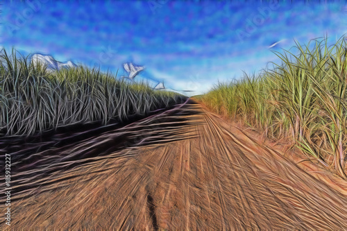 dirt road in sugar cane plantation with blue sky illustration