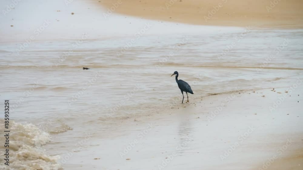 Pacific reef heron hunts for fish Pacific reef heron hunts for fish