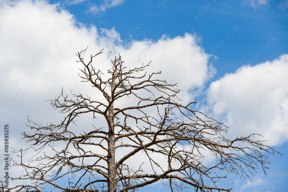 dead tree dead tree
