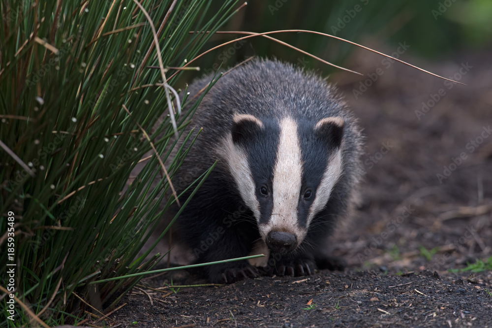 Obraz premium Badger (Meles meles)/Badger emerging from sett in thick bracken