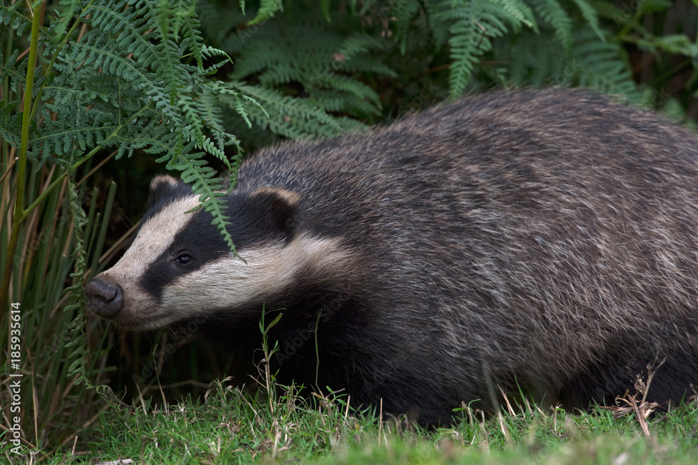 Badger (Meles meles)/Badger emerging from sett in thick bracken Badger (Meles meles)/Badger emerging from sett in thick bracken