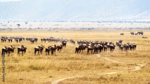 Wildebeest Herd in Kenya Masai Mara