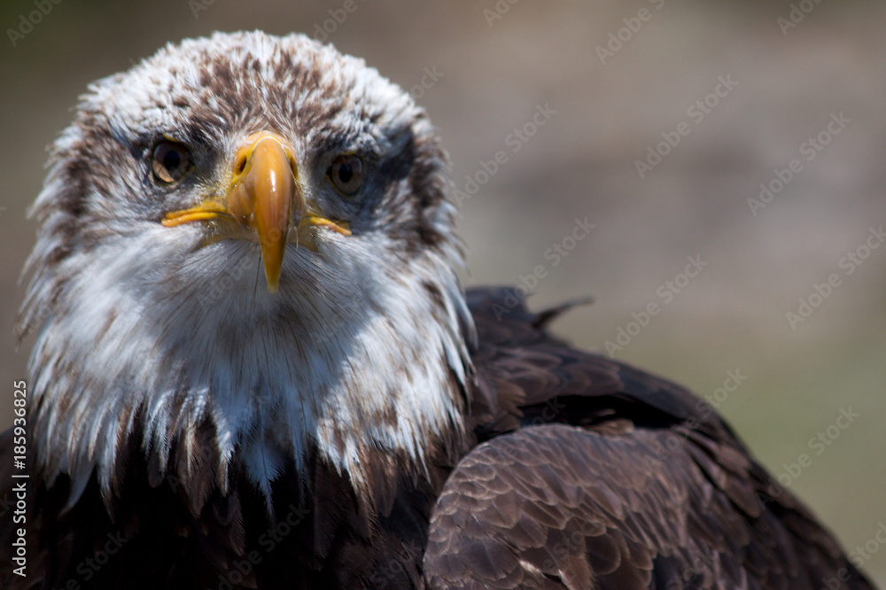 Obraz premium Eagle Eyes
