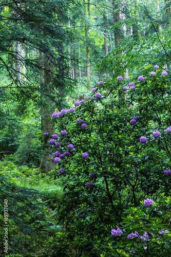 Fototapeta Naklejka Na Ścianę i Meble -  a large bush blooming rhododendron in the forest