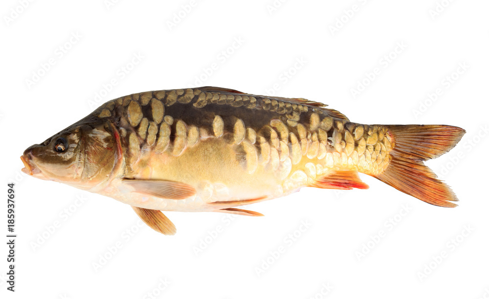mirror carp on white background mirror carp on white background