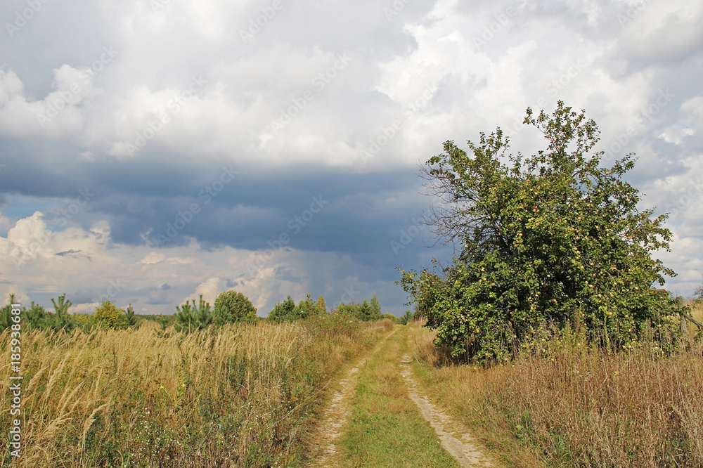 Nature before the rain in a summer overcast day. Apple tree. Country landscape. Nature before the rain in a summer overcast day. Apple tree. Country landscape.