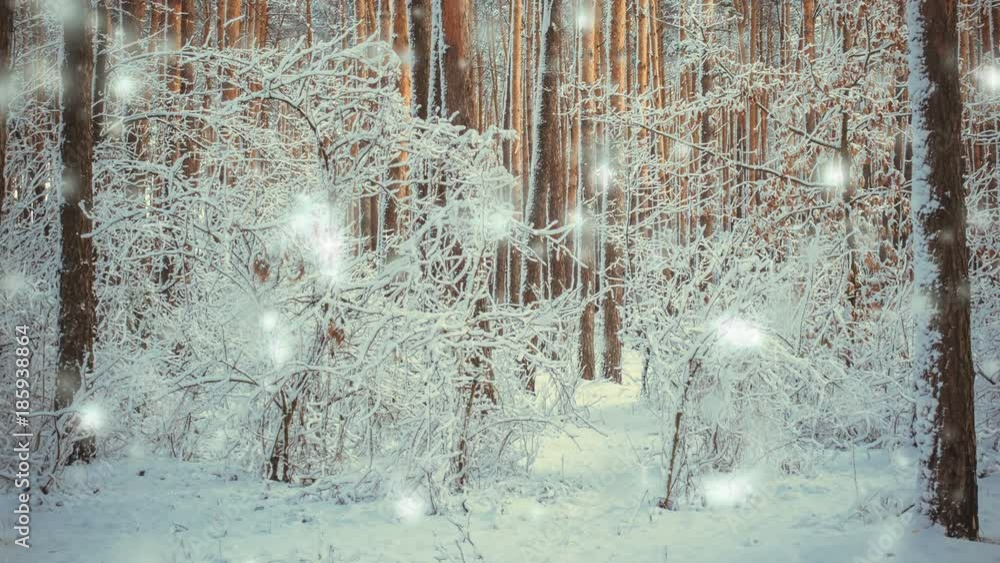 Tree pine spruce in magic forest winter with falling snow snowfall ...