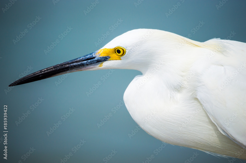 Heron 207 Heron 207