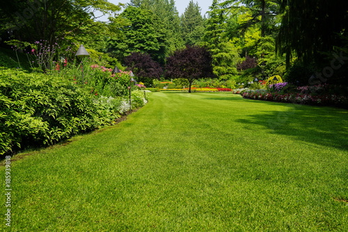 Beautiful trees and green grass in garden.