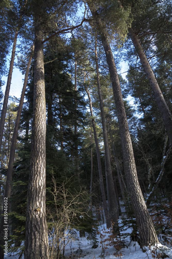 Obraz premium Зимний пейзаж, деревья в лесу, дикая природа в заповеднике