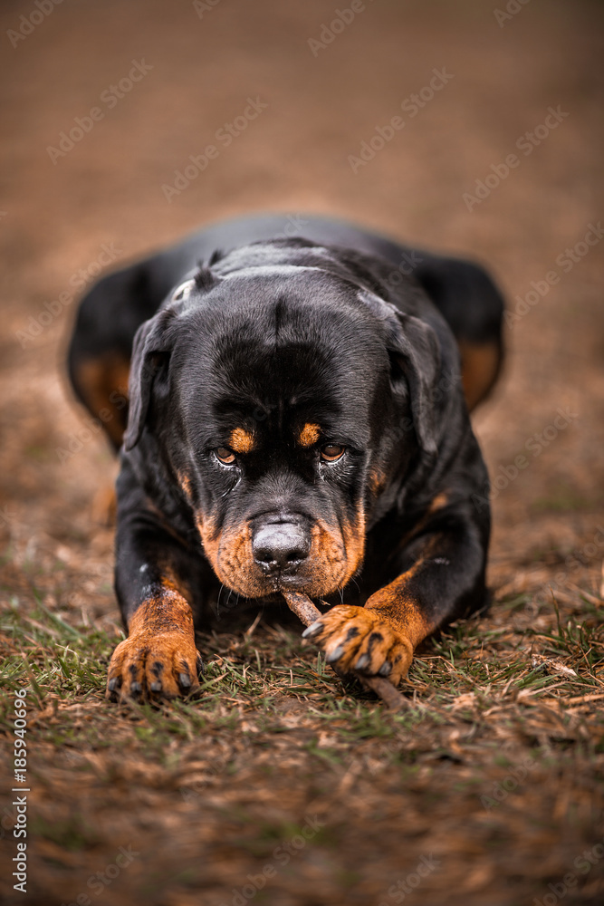 Adorable Devoted Purebred Rottweiler Adorable Devoted Purebred Rottweiler