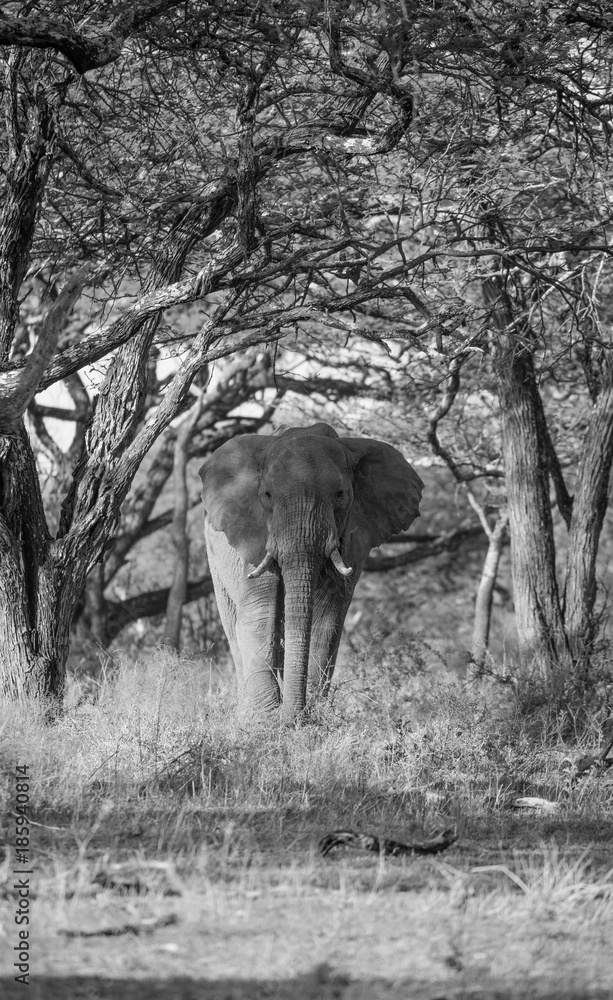 Fototapeta premium Elephant