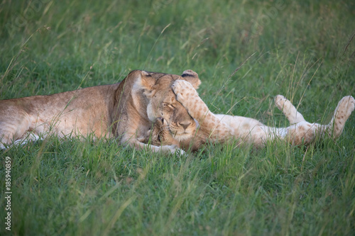Mother and Child Lion