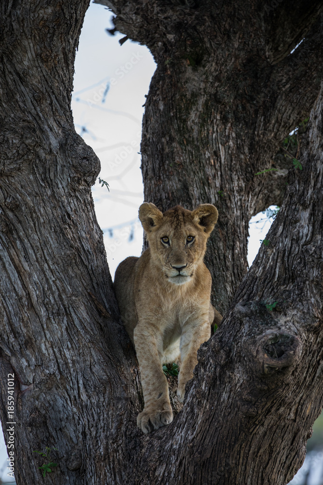 Naklejka premium Cub in a Tree