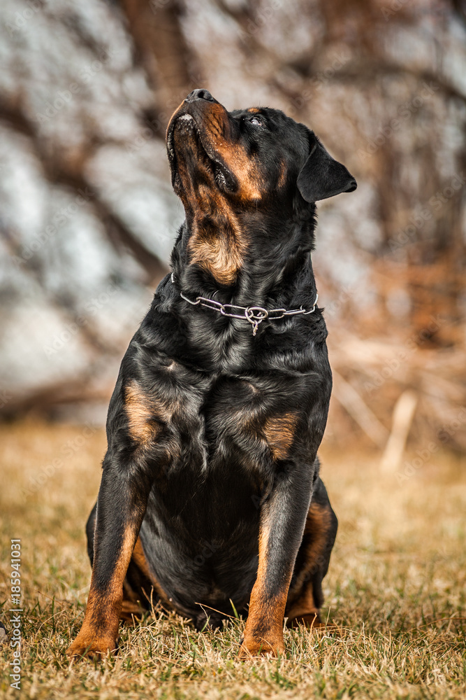 Adorable Devoted Purebred Rottweiler