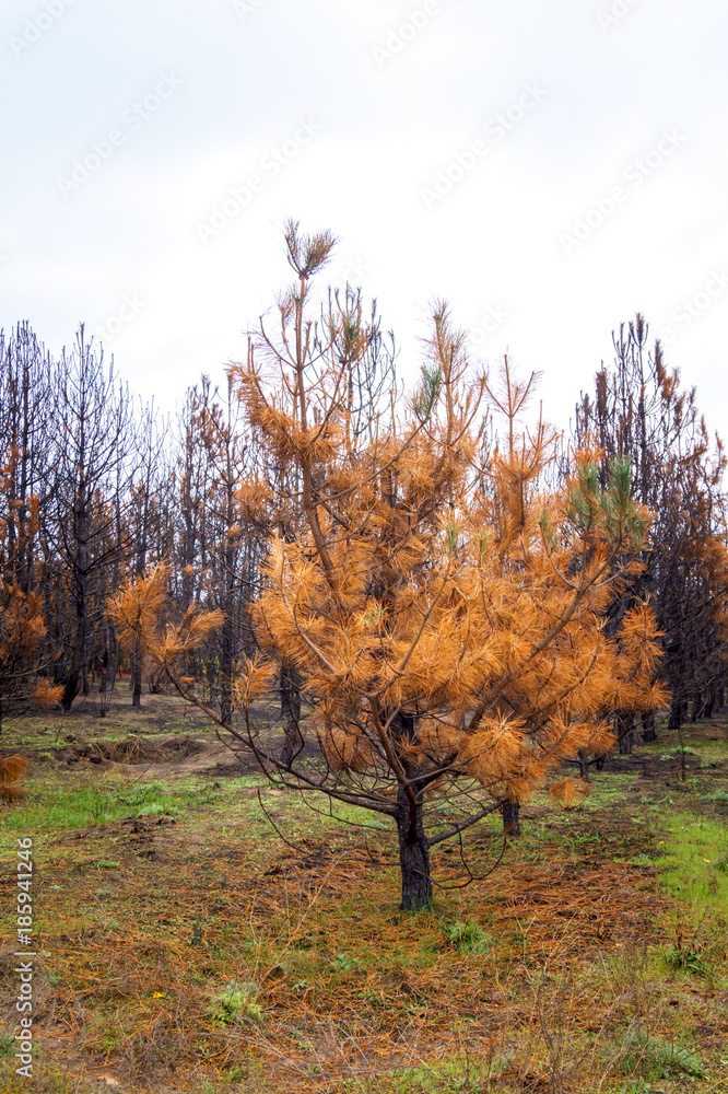 Fototapeta premium dry orange pine tree in autumn coniferous forest