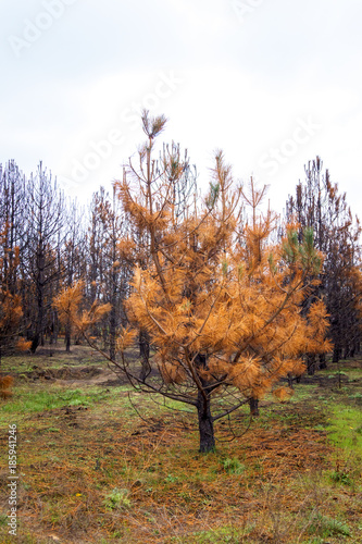 dry orange pine tree in autumn coniferous forest
