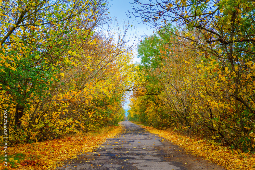 empty asphalted road in yellow golden forest