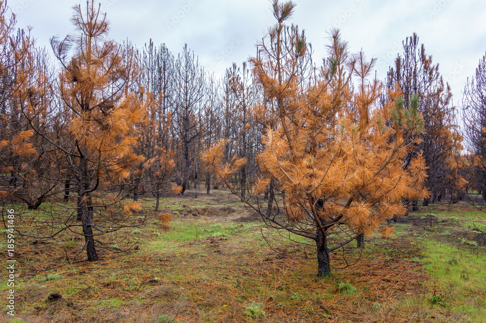 dry orange pine trees in autumn coniferous forest