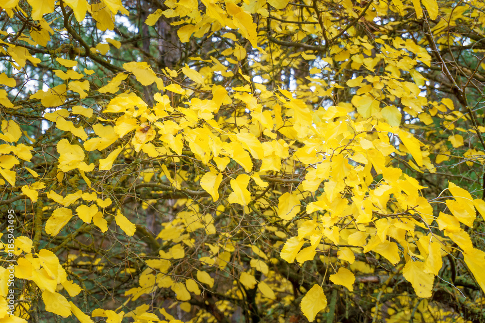 yellowed foliage on a tree in an autumn park