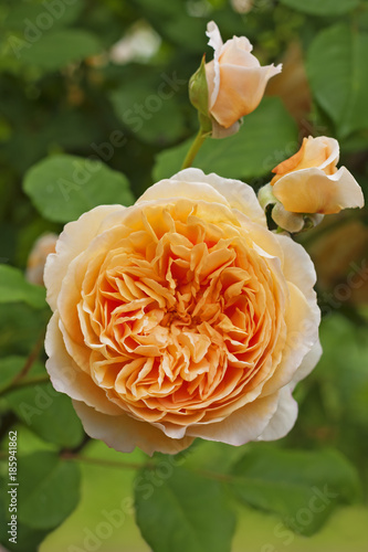 Orange rose with buds in garden. English Rose Crown Princess Margareta - bred by David Austin. Glorious, neatly formed rosettes of a lovely apricot-orange color.
