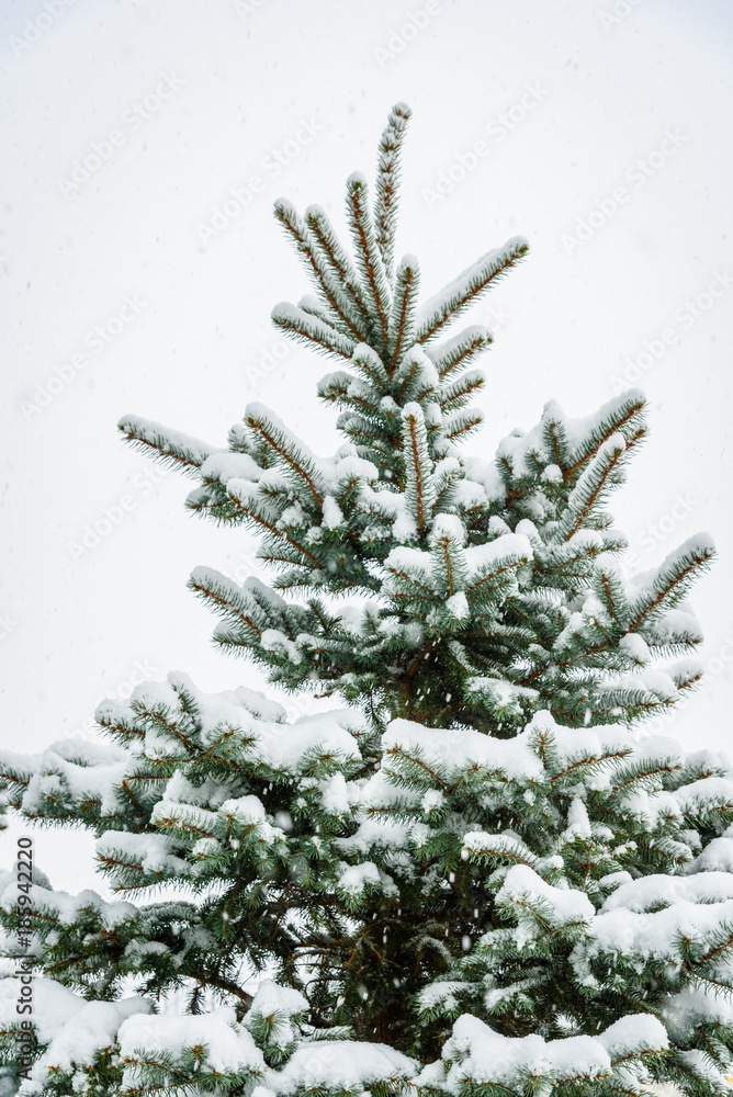 Vertical close up of the top of a snow covered evergreen tree against a gray sky

