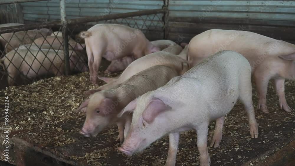 Small pigs in the farm