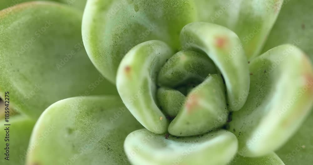 Green Succulents plant in rotation Green Succulents plant in rotation