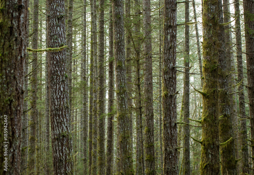 Fototapeta premium Forest trees