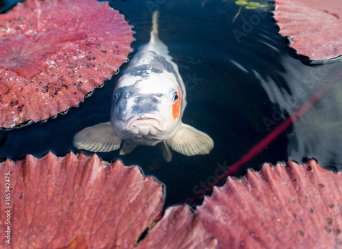Φωτογραφία Surly carp looking at camera