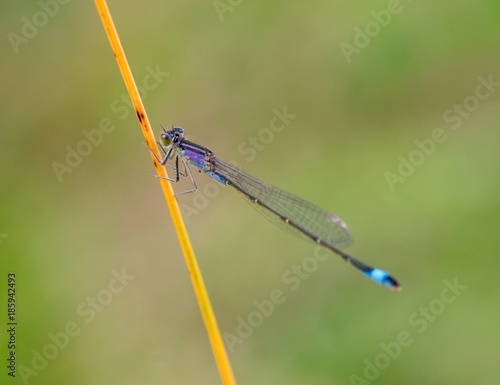 Große Pechlibelle (Ischnura elegans) sitzt an einem Halm, Lüneburger Heide, Niedersachsen, Deutschland, Europa