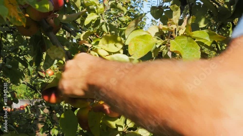 close up shot of an orchard worker picking ripe red apples from a tree in huonville, tasmania photo