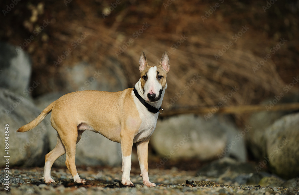 Bull Terrier dog outdoor portrait standing in nature