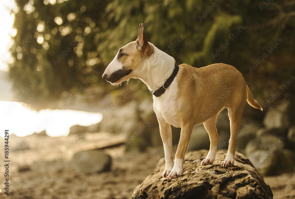 Bull Terrier dog outdoor portrait standing on rock on shore Bull Terrier dog outdoor portrait standing on rock on shore